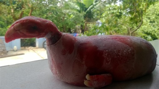 Thanh Hóa; lợn đầu gà