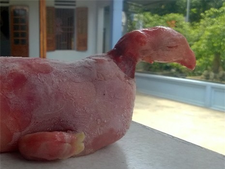 Thanh Hóa; lợn đầu gà