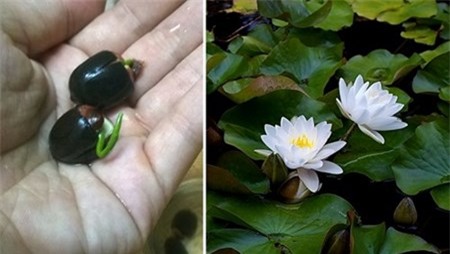 Dan Ha Noi me man hoa sen mini 7 mau gia cuc 