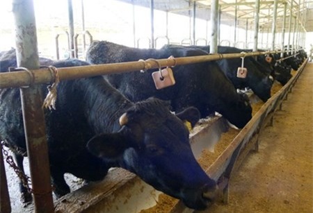 Bo Kobe “made in Vietnam“: Gia mot can dat hon chi vang