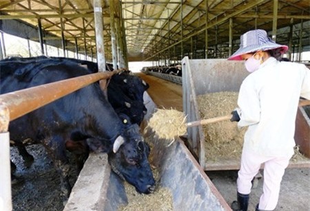 Bo Kobe “made in Vietnam“: Gia mot can dat hon chi vang