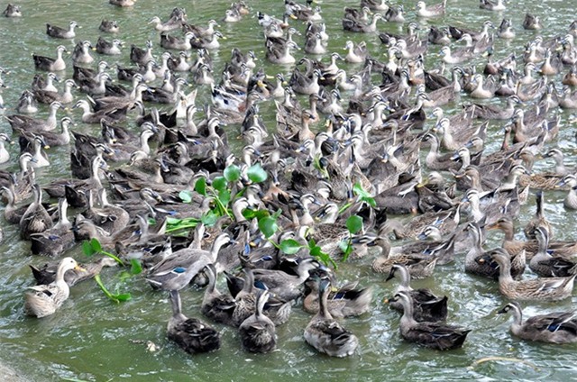 Bỏ Sài Gòn về miền sông nước nuôi vịt biết bay