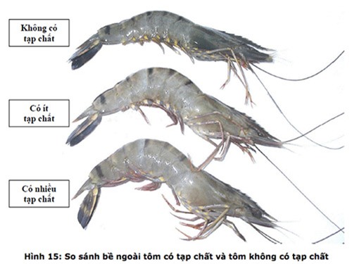 Chiêu nhận biết tôm, bò, gà bơm hoá chất, tránh mua cho con - 4