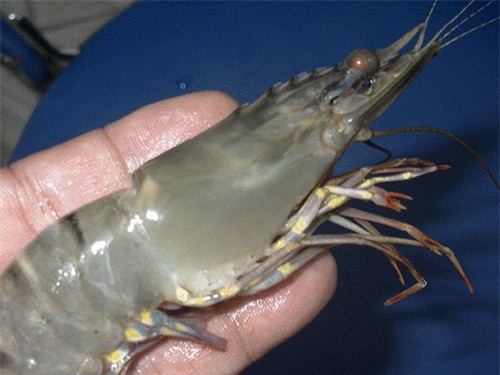 Chiêu nhận biết tôm, bò, gà bơm hoá chất, tránh mua cho con - 1