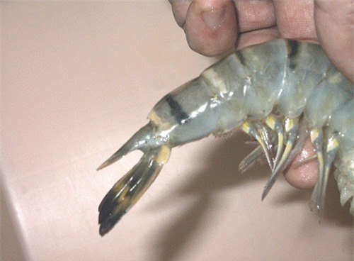 Chiêu nhận biết tôm, bò, gà bơm hoá chất, tránh mua cho con - 3