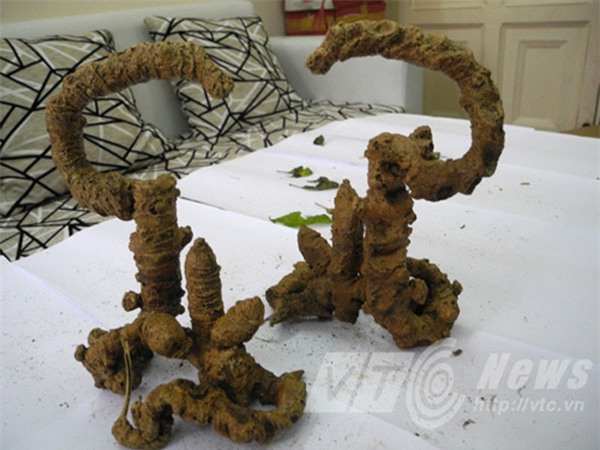 rượu sâm, đại gia đà nẵng, rượu quý, kho rượu, hội sâm việt nam