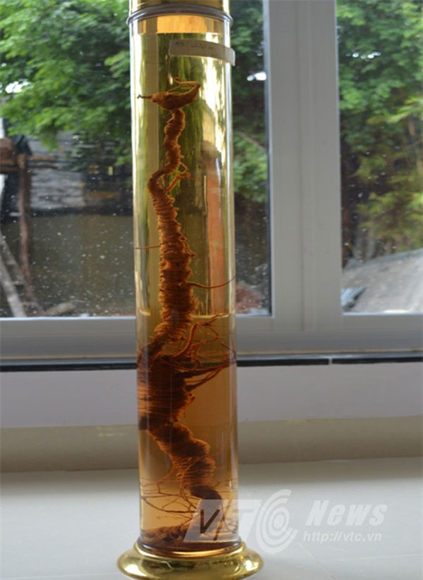 rượu sâm, đại gia đà nẵng, rượu quý, kho rượu, hội sâm việt nam