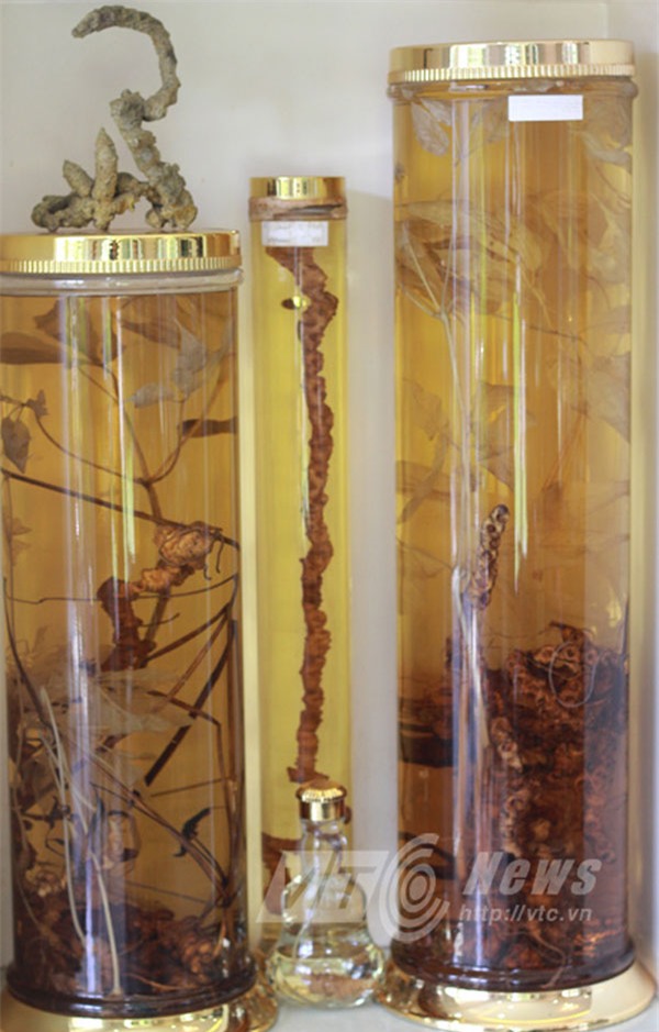 rượu sâm, đại gia đà nẵng, rượu quý, kho rượu, hội sâm việt nam