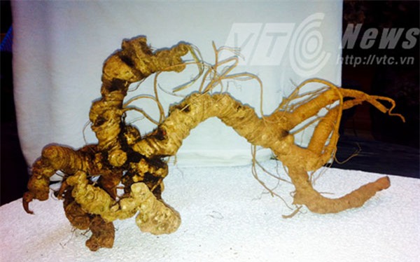 rượu sâm, đại gia đà nẵng, rượu quý, kho rượu, hội sâm việt nam