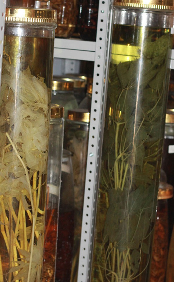 rượu sâm, đại gia đà nẵng, rượu quý, kho rượu, hội sâm việt nam