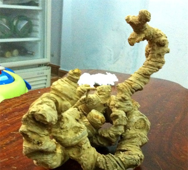 rượu sâm, đại gia đà nẵng, rượu quý, kho rượu, hội sâm việt nam