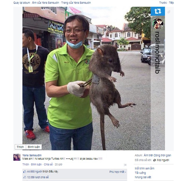 Chuột to bằng mèo gây bão mạng xã hội Singapore