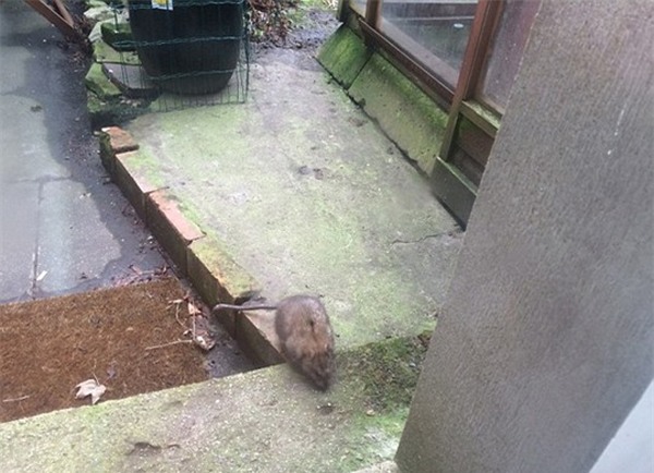 Chuột to bằng mèo gây bão mạng xã hội Singapore