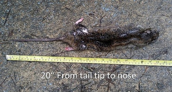 Chuột to bằng mèo gây bão mạng xã hội Singapore