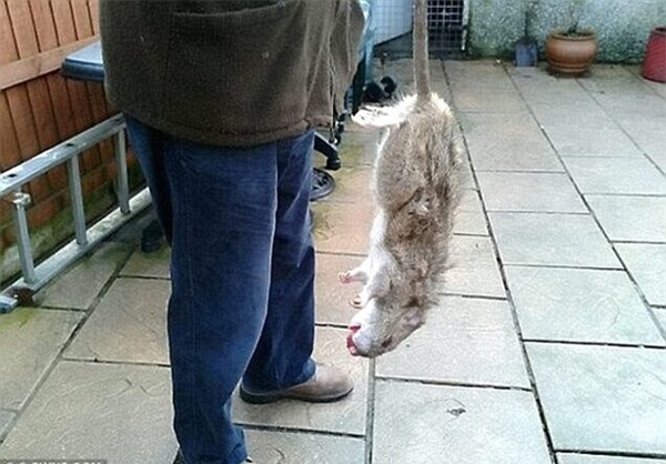 Chuột to bằng mèo gây bão mạng xã hội Singapore