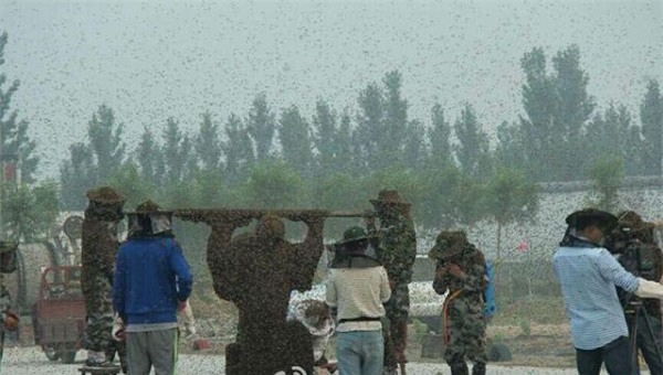 Lão nông thản nhiên hút thuốc dù hơn 100kg ong đốt kín người