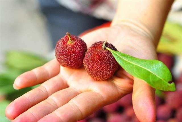 quả lạ, Hà thành, ăn vặt, chị em