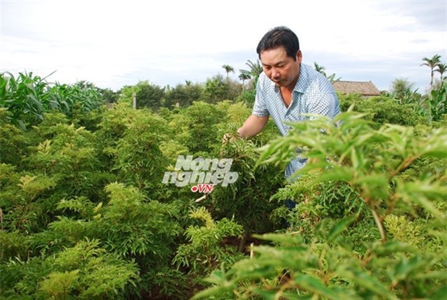 Đại gia đinh lăng Bùi Văn Sớm... Đọc thêm tại: https://nongnghiep.vn/con-sot-dinh-lang-post143654.html | NongNghiep.vn