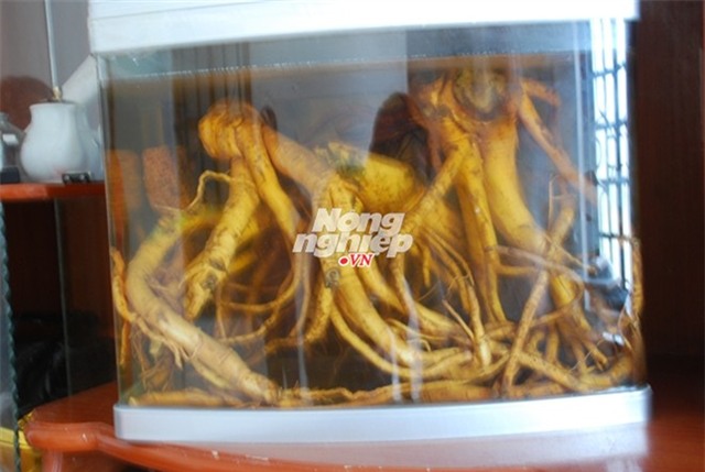 Những bể, những hũ rượu đinh lăng già.