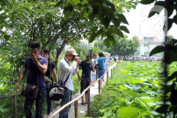 hoa sen