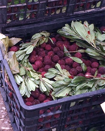 Thanh mai, Lào Cai, Quảng Ninh, Trung Quốc, thanh mai Tàu, dân buôn, siêu lợi nhuận, chợ Long Biên, chợ đầu mối, thanh-mai, Lào-Cai, Quảng-Ninh, Trung-Quốc, thanh-mai-Tàu, dân-buôn, siêu-lợi-nhuận, chợ-Long-Biên, chợ-đầu-mối, tranh-nhau