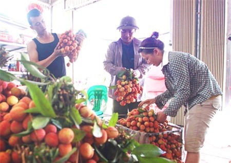 Vai “lao doc” tu 90.000 chi con 20.000 dong/kg