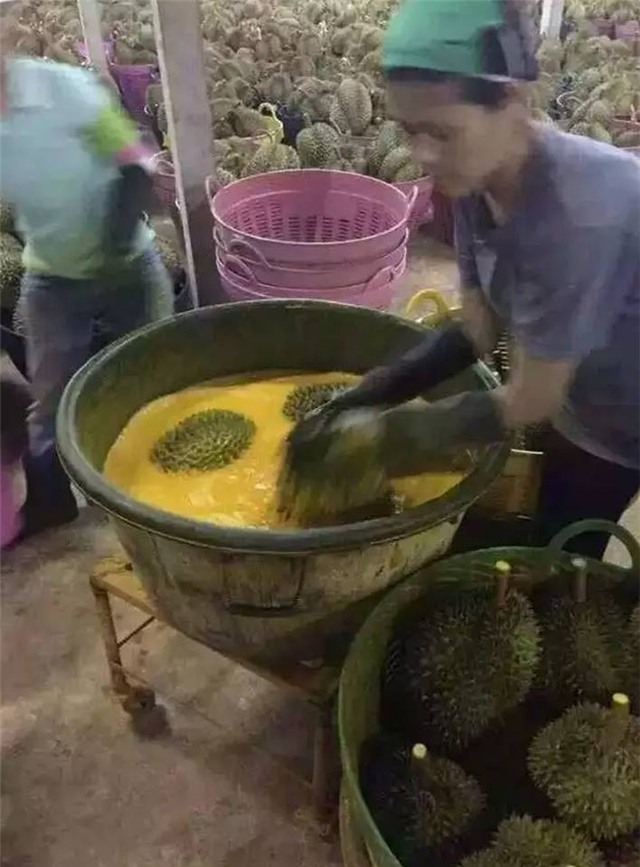 sầu riêng, trái cây, hoa quả, Thái Lan, bảo vệ người tiêu dùng, hoa quả nhập khẩu, sầu-riêng, trái-cây, hoa-quả, Thái-Lan, người-tiêu-dùng, hoa-quả-nhập-khẩu