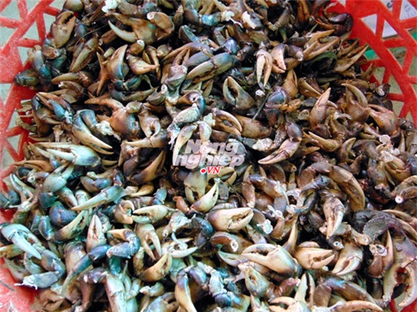 cua đồng, miền Tây, cua-đồng, miền-Tây, càng-cua