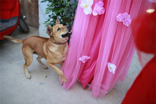 Chú chó khóc ướt mắt khi cô chủ “theo chồng về dinh” - 4