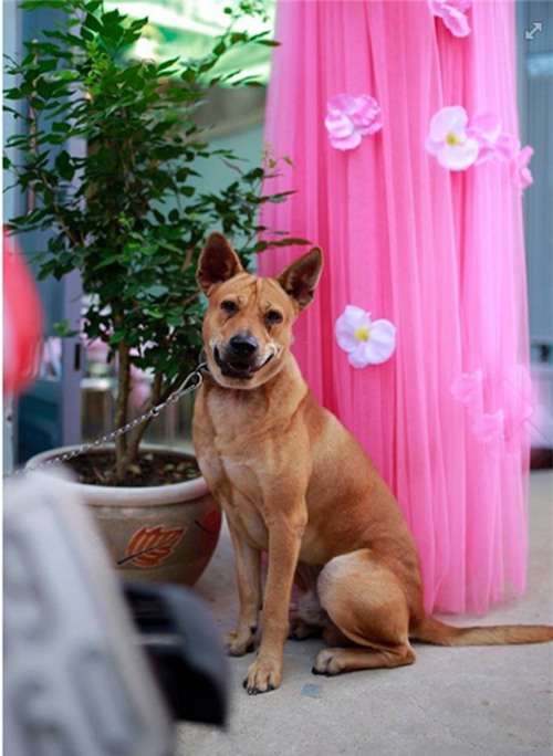 Chú chó khóc ướt mắt khi cô chủ “theo chồng về dinh” - 5