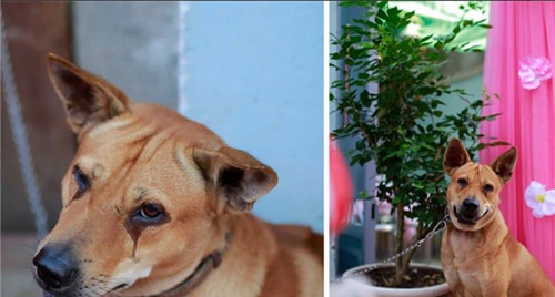 Chú chó khóc ướt mắt khi cô chủ “theo chồng về dinh” - 1