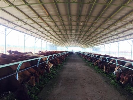 Bau Duc bi choi xau, co dong HAG 