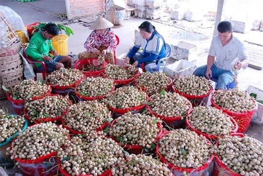 Riêng dâu Hạ Châu là đặc sản của Phong Điền, thường thu hoạch từ tháng 6 đến tháng 9 âm lịch.