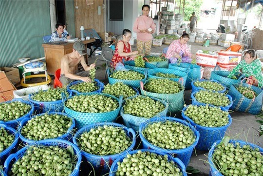 Thương lái vào tận nhà thu mua dâu trái xanh.