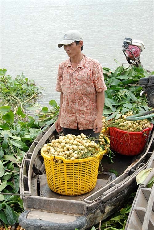 Năm nay do chi phí đầu vào như phân, thuốc trừ sâu ít, chỉ khoảng 20 triệu đồng/ha, giúp nông dân có lợi nhuận nhiều hơn những năm trước, từ 90 triệu đến hơn 100 triệu đồng/ha.