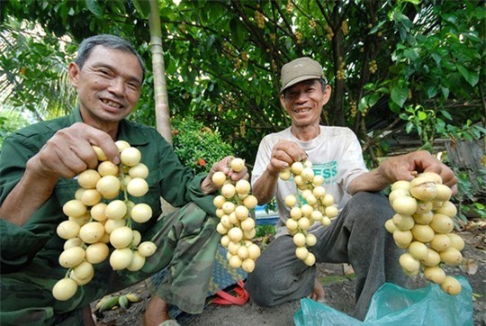 Dâu da còn được bày bán cùng với các loại trái cây khác cho khách đi đường và những điểm du lịch.
