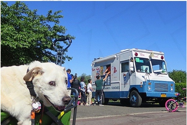 Kỳ lạ chú chó khỏi bệnh ung thư sau khi được đi du lịch khắp nước Mỹ - Ảnh 2