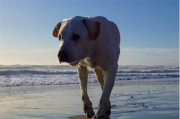 Kỳ lạ chú chó khỏi bệnh ung thư sau khi được đi du lịch khắp nước Mỹ - Ảnh 6