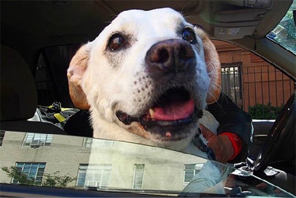 Kỳ lạ chú chó khỏi bệnh ung thư sau khi được đi du lịch khắp nước Mỹ - Ảnh 8