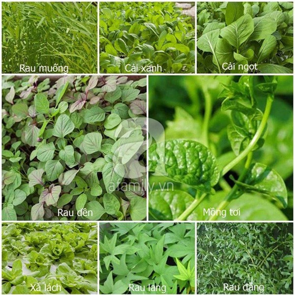bỏ việc, trợ lý, quản lý, khách sạn, nông dân, rau sạch, bỏ-việc, trợ-lý, quản-lý, khách-sạn, nông-dân, rau-sạch