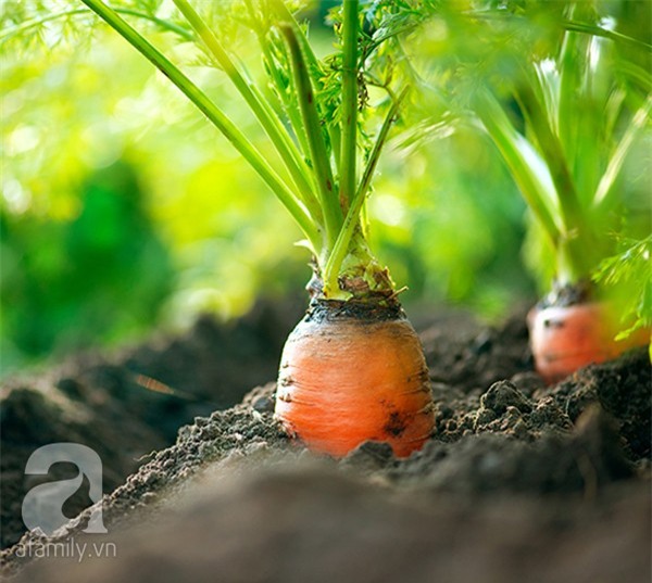 bỏ việc, trợ lý, quản lý, khách sạn, nông dân, rau sạch, bỏ-việc, trợ-lý, quản-lý, khách-sạn, nông-dân, rau-sạch