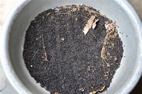 Bọ lạ tấn công làm đảo lộn cuộc sống người dân