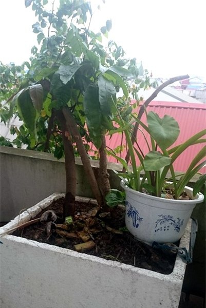 cây ăn quả, trồng cây, sân thượng, tầng cao, Hà Nội, quả sạch, bóng mát, trồng rau, cây-ăn-quả, trồng-cây, sân-thượng, tầng-cao, Hà-Nội, quả-sạch, bóng-mát, rau-sạch,