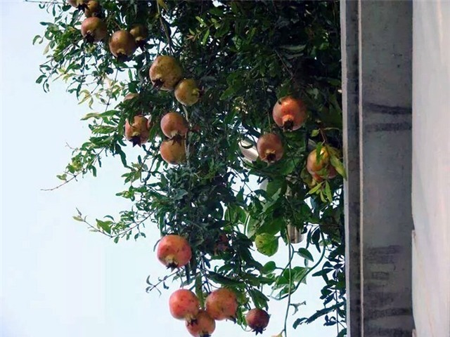 cây ăn quả, trồng cây, sân thượng, tầng cao, Hà Nội, quả sạch, bóng mát, trồng rau, cây-ăn-quả, trồng-cây, sân-thượng, tầng-cao, Hà-Nội, quả-sạch, bóng-mát, rau-sạch,