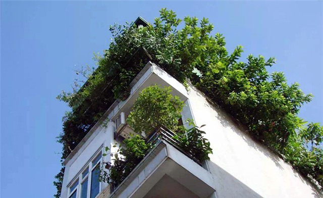 cây ăn quả, trồng cây, sân thượng, tầng cao, Hà Nội, quả sạch, bóng mát, trồng rau, cây-ăn-quả, trồng-cây, sân-thượng, tầng-cao, Hà-Nội, quả-sạch, bóng-mát, rau-sạch,