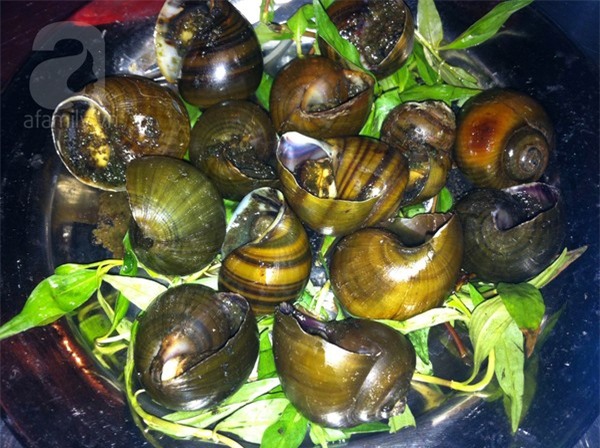 Đêm miền Tây thơm lừng ốc bươu nướng tiêu 3