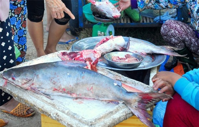 Đàn cá thiều đã đem về cho hai cha con ngư dân Nguyễn Kiếm, Nguyễn Luân gần 4 tỉ đồng.
