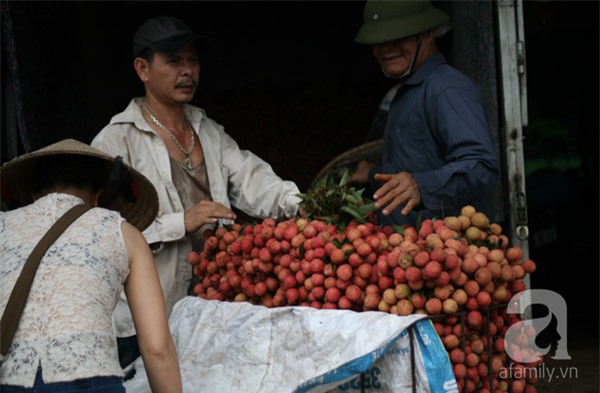 vải lục ngạn