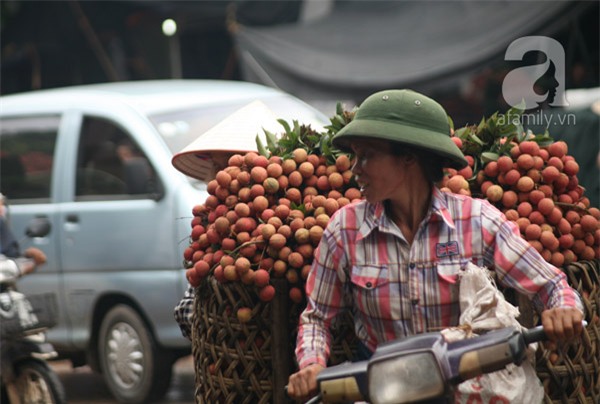 vải lục ngạn