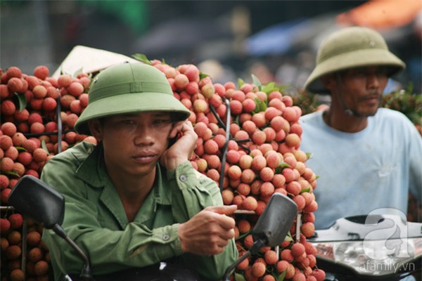 vải lục ngạn